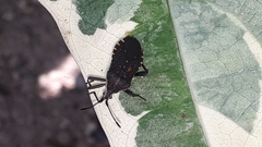 Leptoglossus gonagra