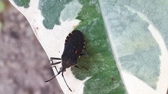 Leptoglossus gonagra