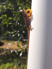 Anolis unilobatus