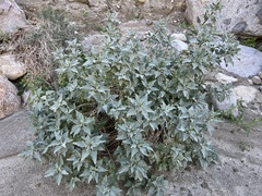 Encelia farinosa