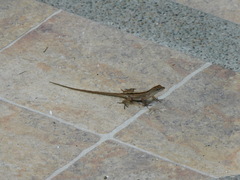 Anolis sagrei