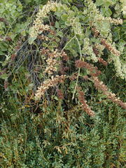 Cryptocarpus pyriformis