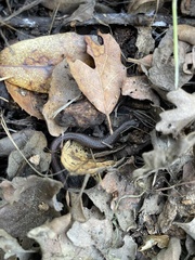 Batrachoseps nigriventris