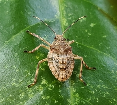 Bromocoris souefi