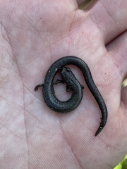 Batrachoseps nigriventris