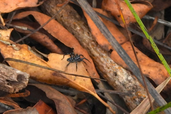 Nyssus albopunctatus