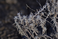 Krascheninnikovia lanata