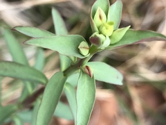 Phyllanthus polygonoides