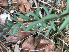 Phyllanthus polygonoides