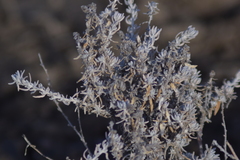 Krascheninnikovia lanata