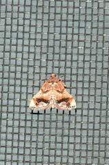 Scenedra decoratalis