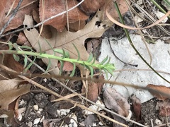 Phyllanthus polygonoides