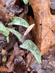 Erythronium americanum