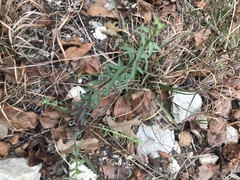 Phyllanthus polygonoides