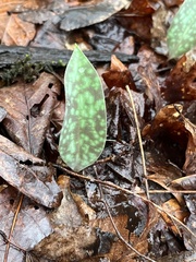 Erythronium americanum