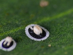 Pseudozaphanera wariensis