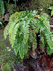 Hymenasplenium
