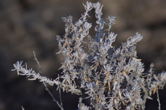 Krascheninnikovia lanata