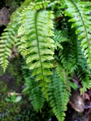 Hymenasplenium