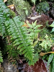 Hymenasplenium