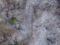 Coryphopterus glaucofraenum
