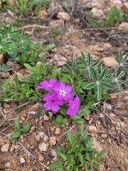 Phlox cuspidata