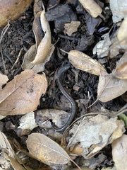 Batrachoseps nigriventris