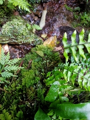 Hymenasplenium