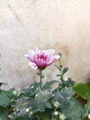 Chrysanthemum morifolium