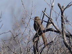 Toxostoma crissale