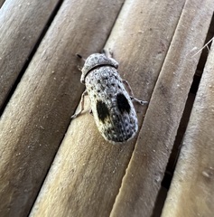 Ozotomerus