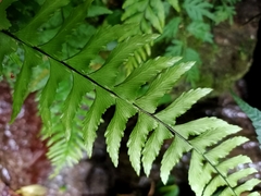 Hymenasplenium