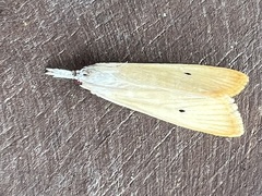Scirpophaga