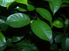 Palicourea muscosa