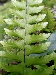 Hymenasplenium