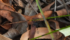 Nyssus albopunctatus