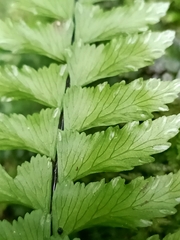 Hymenasplenium