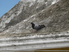 Columba livia