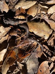 Batrachoseps nigriventris