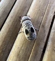 Ozotomerus