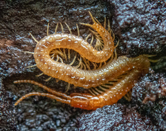 Dicellophilus limatus