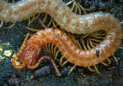 Dicellophilus limatus