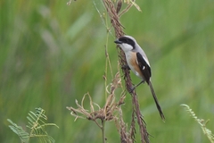 Lanius schach bentet