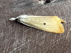 Scirpophaga