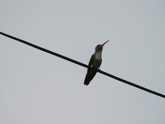 Amazilis amazilia
