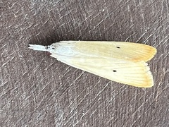 Scirpophaga
