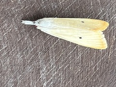 Scirpophaga