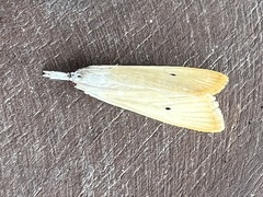Scirpophaga