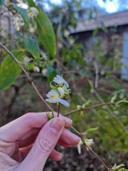 Lonicera fragrantissima