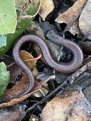 Batrachoseps nigriventris